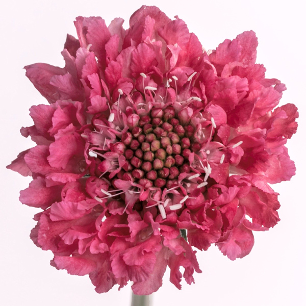 Scabiosa - Candy Scoop